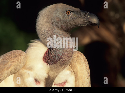 Cape vulture (gyps coprotheres), specie in via di estinzione, kwazulu-natal, Sud Africa e Africa Foto Stock