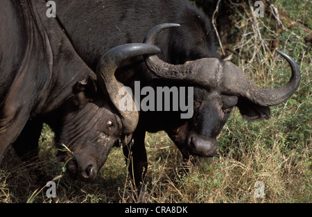 Bufali (syncerus caffer), maschi combattimenti, Kruger National Park, Sud Africa e Africa Foto Stock