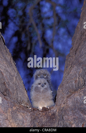 Macchiato il gufo reale (Bubo africanus), pulcini a nido, kgalagadi parco transfrontaliero, il Kalahari, Sud Africa e Africa Foto Stock