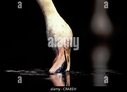 American flamingo (Phoenicopterus ruber), alimentazione, kwazulu-natal, Sud Africa e Africa Foto Stock