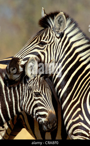 Pianure o zebra burchell's zebra (Equus quagga), femmina adulta e di puledro, Kruger National Park, Sud Africa e Africa Foto Stock