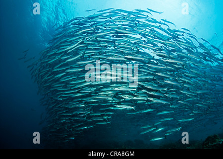 Grande secca di Blackfin o Blacktail Barracuda (Sphyraena qenie) nuoto in acque aperte, della Grande Barriera Corallina Foto Stock