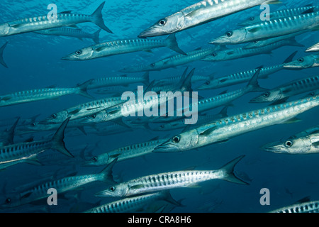 Secca di Blackfin o Blacktail Barracuda (Sphyraena qenie) nuoto in acque aperte, della Grande Barriera Corallina Foto Stock