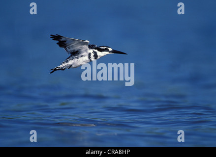 Pied kingfisher (ceryle rudis), passando per la cattura di pesci, kwazulu-natal, Sud Africa e Africa Foto Stock