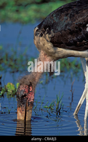 Marabou stork (leptoptilos crumeniferus), alimentazione, Kruger National Park, Sud Africa e Africa Foto Stock