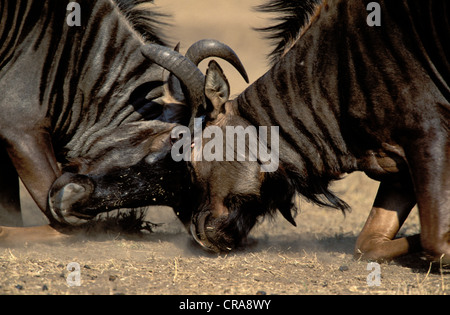 Blue GNU (connochaetes taurinus), maschi combattimenti, Kruger National Park, Sud Africa e Africa Foto Stock