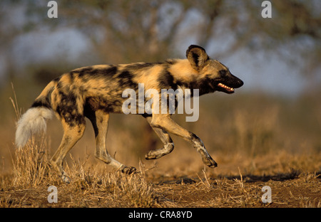 Cane selvatico (lycaon pictus), la caccia, specie in via di estinzione, Kapama Game Reserve, Sud Africa e Africa Foto Stock