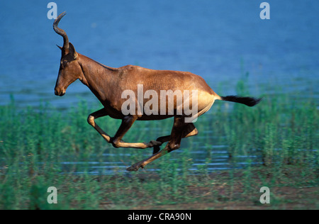 Red hartebeest (alcelaphus buselaphus), corsa, midmar riserva naturale, kwazulu-natal, Sud Africa e Africa Foto Stock