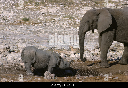 Rinoceronte nero o gancio a labbro rinoceronte (diceros simum), e dell' elefante africano (Loxodonta africana), il parco nazionale di Etosha Foto Stock