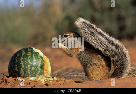 Massa (scoiattolo xerus inauris), mangiare tsamma melone, kgalagadi parco transfrontaliero, il Kalahari, Sud Africa e Africa Foto Stock