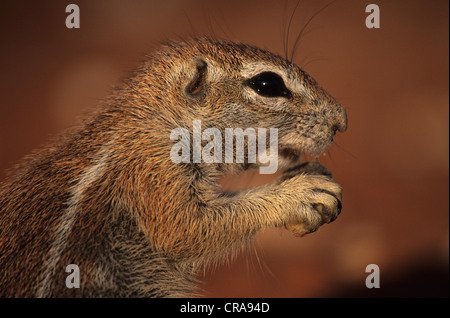 Massa (scoiattolo xerus inauris), kgalagadi parco transfrontaliero, il Kalahari, Sud Africa e Africa Foto Stock