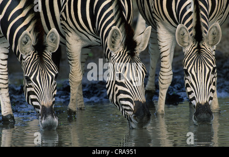 Pianure o zebra burchell's zebra (Equus quagga), bere, Kruger National Park, Sud Africa e Africa Foto Stock