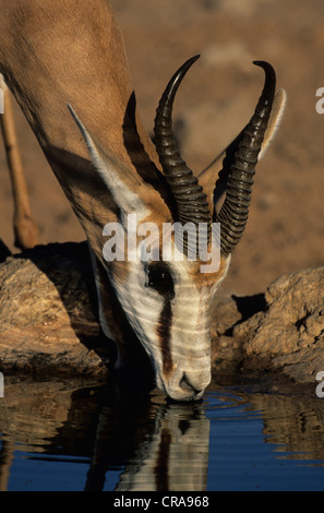 Springbok (Antidorcas marsupialis), bere, kgalagadi parco transfrontaliero, il Kalahari, Northern Cape, Sud Africa e Africa Foto Stock