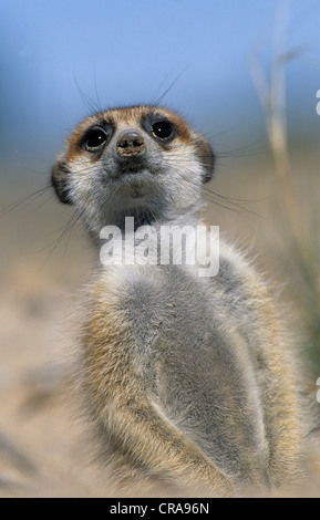 Meerkat (suricata suricatta), kgalagadi parco transfrontaliero, il Kalahari, Sud Africa e Africa Foto Stock