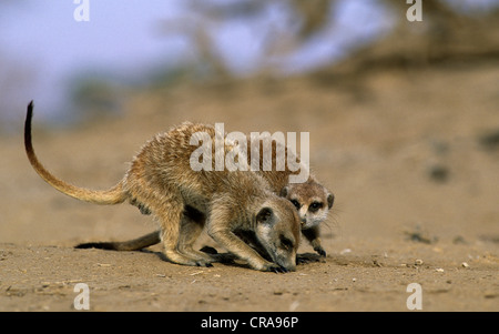 Meerkat (suricata suricatta), foraggio, kgalagadi parco transfrontaliero, il Kalahari, Sud Africa e Africa Foto Stock