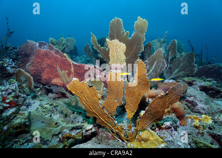 La ramificazione di corallo di fuoco (Millepora alcicornis) coprendo una Venere mare fan (Gorgonia flabellum), Coral reef, Santa Lucia Foto Stock