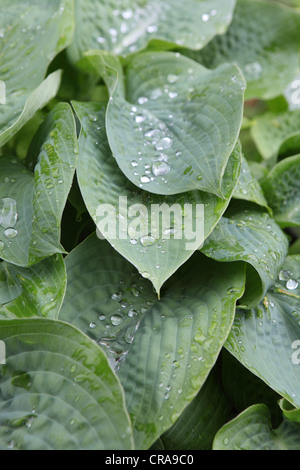 Close-up Blu-lasciava piantaggine Lily Hosta foglie, gocce d'acqua, gocce di forme in natura, English Country Garden, Suffolk, Regno Unito. Foto Stock