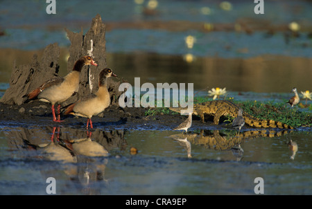 Oca egiziana (alopochen aegyptiacus), e coccodrillo (crocodylidae), il parco nazionale Kruger, Mpumalanga, Sud Africa e Africa Foto Stock