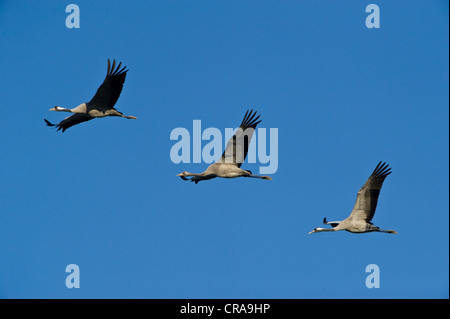 Eurasian gru (grus grus) in volo, lago Guenzer vedere, Altenpleen, Western Pomerania Area Laguna Parco Nazionale Foto Stock