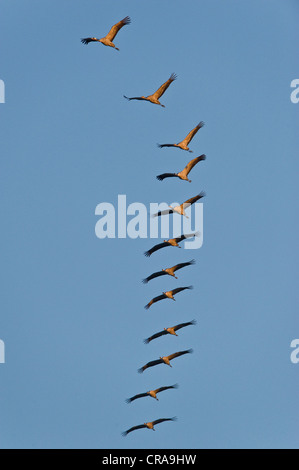 Eurasian gru (grus grus) in volo, gregge battenti in una formazione, lago Guenzer vedere, Altenpleen, Western Pomerania Area Laguna Foto Stock