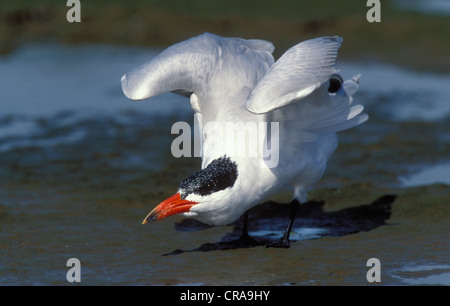 Caspian Tern (sterna caspia), kwazulu-natal, Sud Africa e Africa Foto Stock