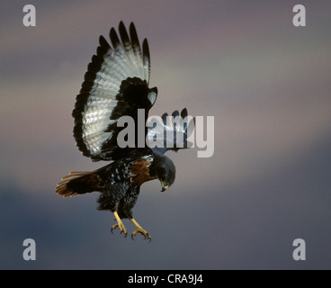 Jackal Poiana (Buteo rufofuscus), in volo, Giant's Castle Game Reserve, Drakensberg KwaZulu-Natal, Sud Africa e Africa Foto Stock