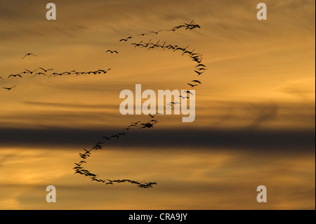 Eurasian gru (grus grus) in volo, gregge battenti in una formazione nella luce della sera, lago Guenzer vedere, Altenpleen, Western Foto Stock