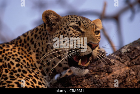 Leopard (panthera pardus), ritratto, sabi Game Reserve, Kruger National Park, Sud Africa e Africa Foto Stock