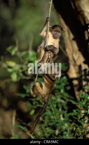 Chacma baboon (papio ursinus), riproduzione di giovani, Kruger National Park, Sud Africa e Africa Foto Stock