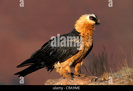 Lammergeier, lammergeyer o gipeto (Gypaetus barbatus), Giant's castle riserva naturale, Drakensberg, sud africa Foto Stock