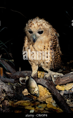 Pel's Fishing Owl (scotopelia peli), con la preda tilapia, Okavango Delta, Botswana, Africa Foto Stock