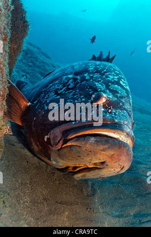 Dusky cernie (Epinephelus marginatus), giacente sul terreno sabbioso, Madeira, Portogallo, Europa Oceano Atlantico Foto Stock