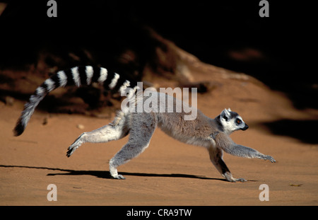 Lemure ringtailed (Lemur catta), corsa, berenty riserva privata, Madagascar, Africa Foto Stock