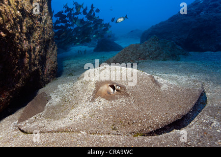 Stingray comune (Dasyatis pastinaca) mimetizzata con sabbia di sabbia sul botton, Madeira, Portogallo, Europa Oceano Atlantico Foto Stock