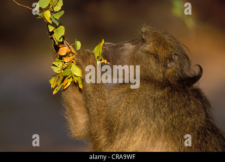 Chacma baboon (papio ursinus), si nutrono di foglie di mopane, Kruger National Park, Sud Africa Foto Stock