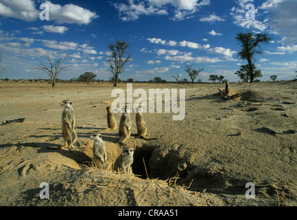 Meerkats (suricata suricatta), a prendere il sole a scavano, kgalagadi parco transfrontaliero, il Kalahari, Sud Africa e Africa Foto Stock