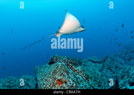 Comune di Eagle Ray (Myliobatis aquila), piscina al di sopra di una scogliera rocciosa, Madeira, Portogallo, Europa Oceano Atlantico Foto Stock