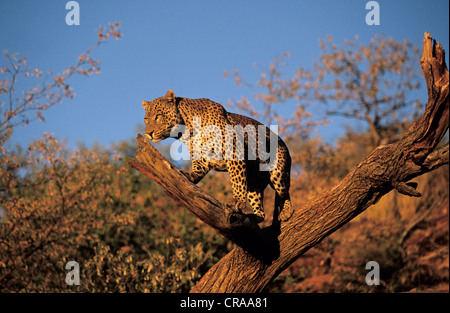 Leopard (panthera pardus), l'Okonjima, Namibia, Africa Foto Stock