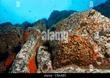 Penna ruvida Shell (Pinna rudis), Acorn Barnacles (Balanus trigonus), rocce, rocky bocchetta a lancia, Madeira, Portogallo, Europa Foto Stock