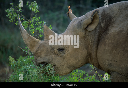 Il rinoceronte nero (diceros simum), navigazione lapalala, Sud Africa e Africa Foto Stock