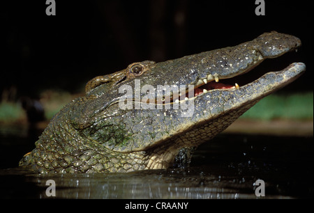 Coccodrillo del Nilo (crocodilus niloticus), st Lucia Wetland Park, kwazulu-natal, sud africa Foto Stock