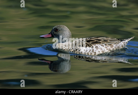 Capo teal (anas capensis), Western Cape, Sud Africa Foto Stock