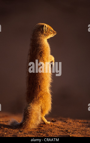 La mangusta gialla (cynictus penicillata), kgalagadi parco transfrontaliero, il Kalahari, sud africa Foto Stock