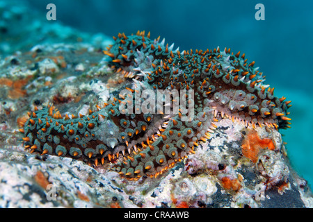 Spinosa blu Starfish (Coscinasterias tenuispina) sul suolo roccioso, Madeira, Portogallo, Europa, Oceano Atlantico, Oceano Foto Stock