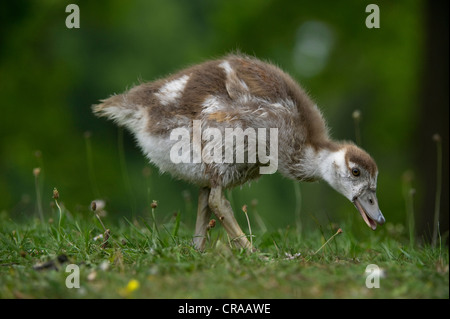 Oca egiziana (Alopochen aegyptiacus), i capretti Karlsaue, Kassel, Nord Hesse, Germania, Europa Foto Stock