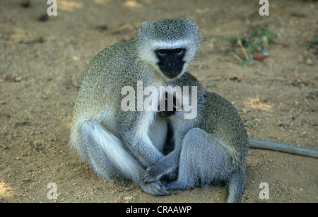 Vervet monkey (cercopithecus aethiops), madre allattamento baby, Kruger National Park, Sud Africa Foto Stock