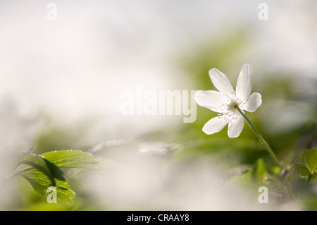 Legno (anemone Anemone nemorosa ,), Germania, Europa Foto Stock