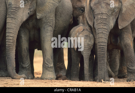 L'elefante africano (Loxodonta africana), allevamento allevamento con baby, Parco Nazionale di Addo, sud africa Foto Stock