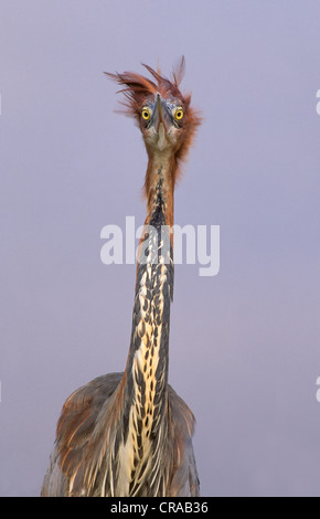 Golia airone rosso (Ardea goliath), kwazulu-natal, sud africa Foto Stock