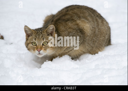 Il gatto selvatico (Felis silvestris) nella neve, Parco Nazionale della Foresta Bavarese, area racchiusa, Neuschoenau, Baviera, Germania, Europa Foto Stock
